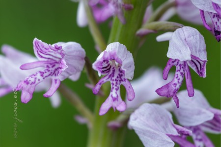 Orchis militaris L.