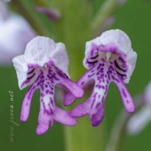 Orchis militaris L.