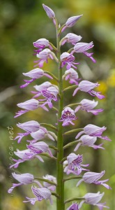 Orchis militaris L.