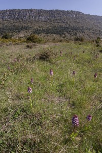 Orchis purpurea Hudson