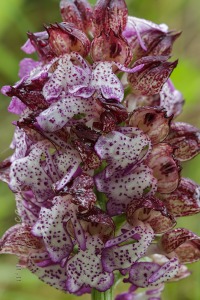 Orchis purpurea Hudson