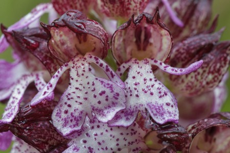 Orchis purpurea Hudson