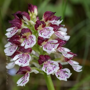 Orchis purpurea Hudson