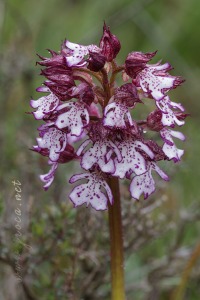 Orchis purpurea Hudson