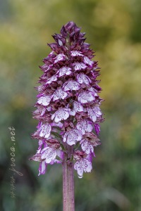 Orchis purpurea Hudson