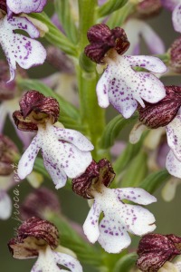 Orchis purpurea Hudson