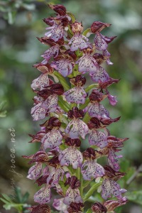 Orchis purpurea Hudson