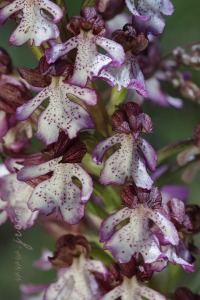 Orchis purpurea Hudson