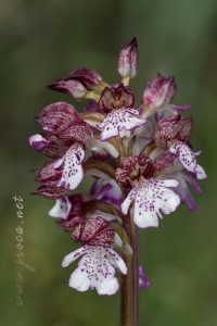Orchis purpurea Hudson