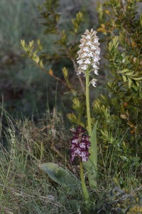 Orchis purpurea Hudson