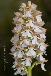 Orchis purpurea Hudson
