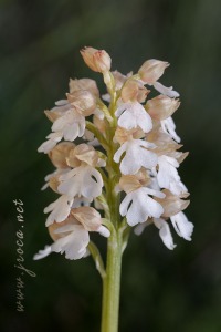 Orchis purpurea Hudson