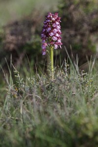 Orchis purpurea Hudson