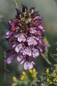 Orchis purpurea Hudson
