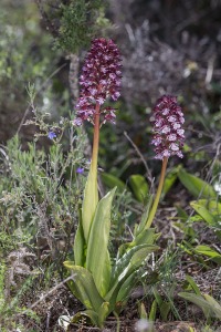 Orchis purpurea Hudson