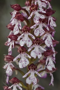 Orchis purpurea Hudson