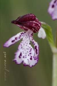 Orchis purpurea Hudson