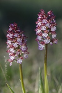 Orchis purpurea Hudson