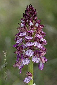 Orchis purpurea Hudson