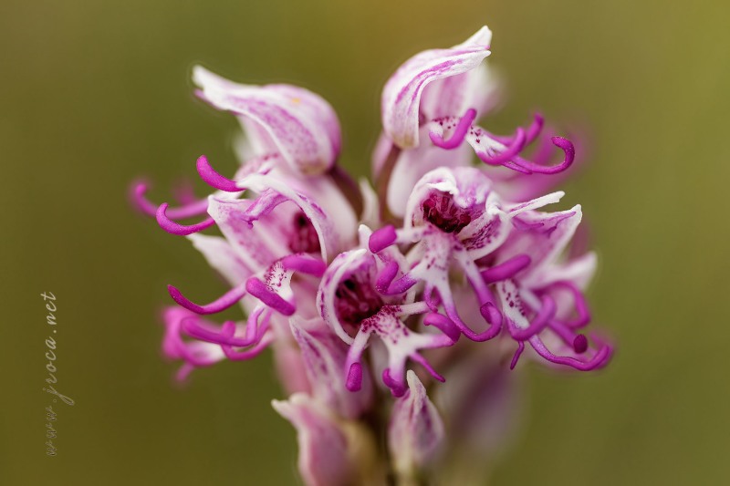 Orchis simia Lam.