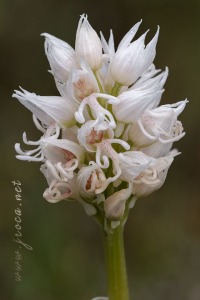 Orchis simia Lam.