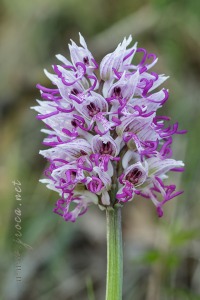 Orchis simia Lam.