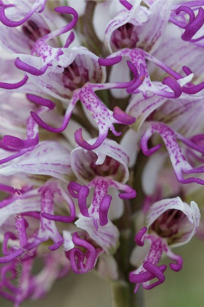 Orchis simia Lam.