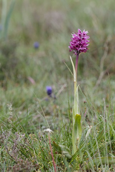 Orchis simia Lam.