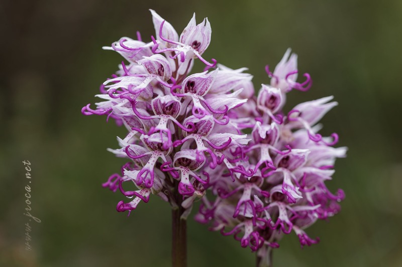 Orchis simia Lam.
