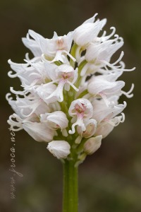 Orchis simia Lam.