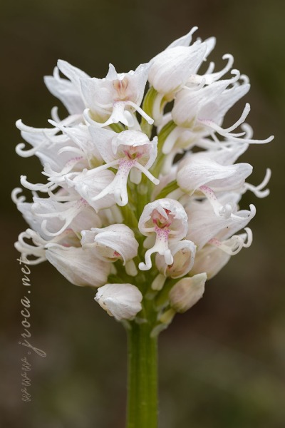 Orchis simia Lam.