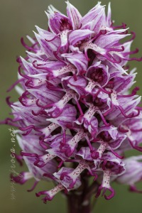 Orchis simia Lam.