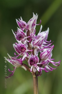Orchis simia Lam.