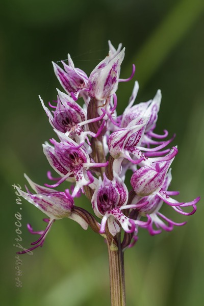 Orchis simia Lam.