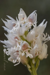Orchis simia Lam.