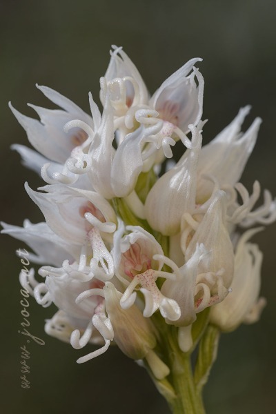 Orchis simia Lam.