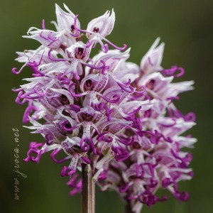 Orchis simia Lam.