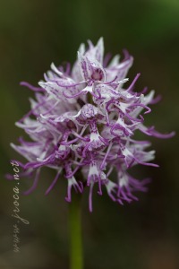 Orchis simia Lam.
