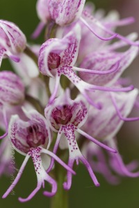 Orchis simia Lam.