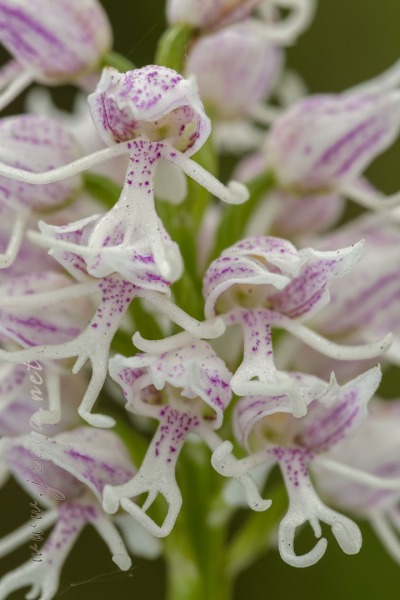 Orchis simia Lam.