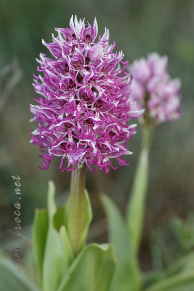 Orchis simia Lam.