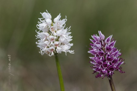 Orchis simia Lam.