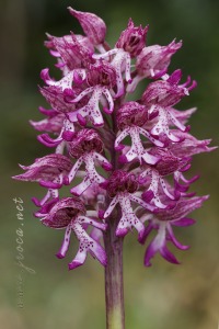 Orchis x angusticruris Franch. 1885