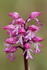 Orchis x angusticruris Franch. 1885