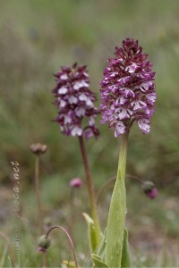 Orchis x angusticruris Franch. 1885