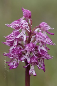 Orchis x angusticruris Franch. 1885