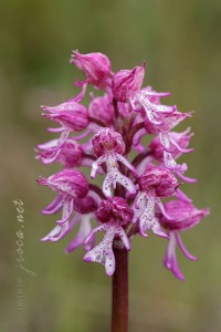 Orchis x angusticruris Franch. 1885