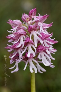 Orchis x angusticruris Franch. 1885