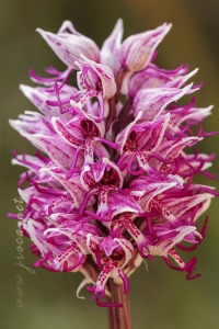 Orchis x angusticruris Franch. 1885