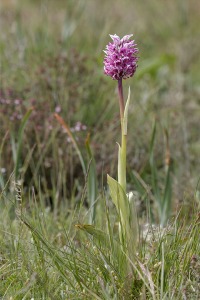Orchis x angusticruris Franch. 1885